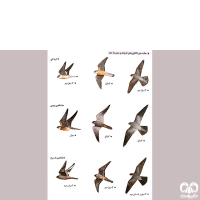 گونه شاهین پاسرخ Red-footed Falcon